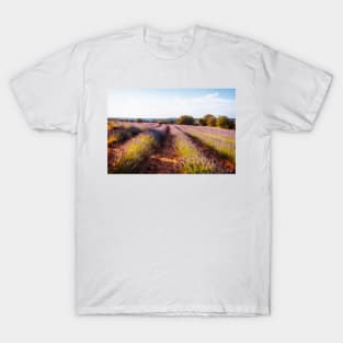 Campos de Lavanda al atardecer T-Shirt